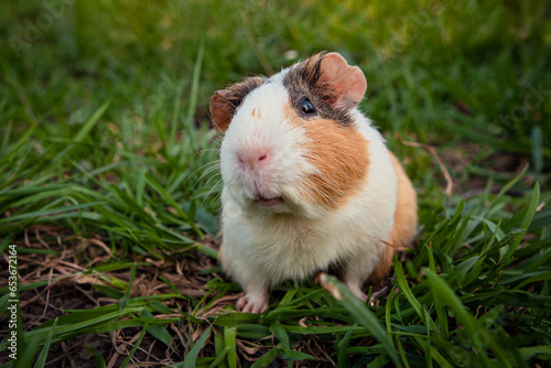 Guinea pig portrait close-up on the grass