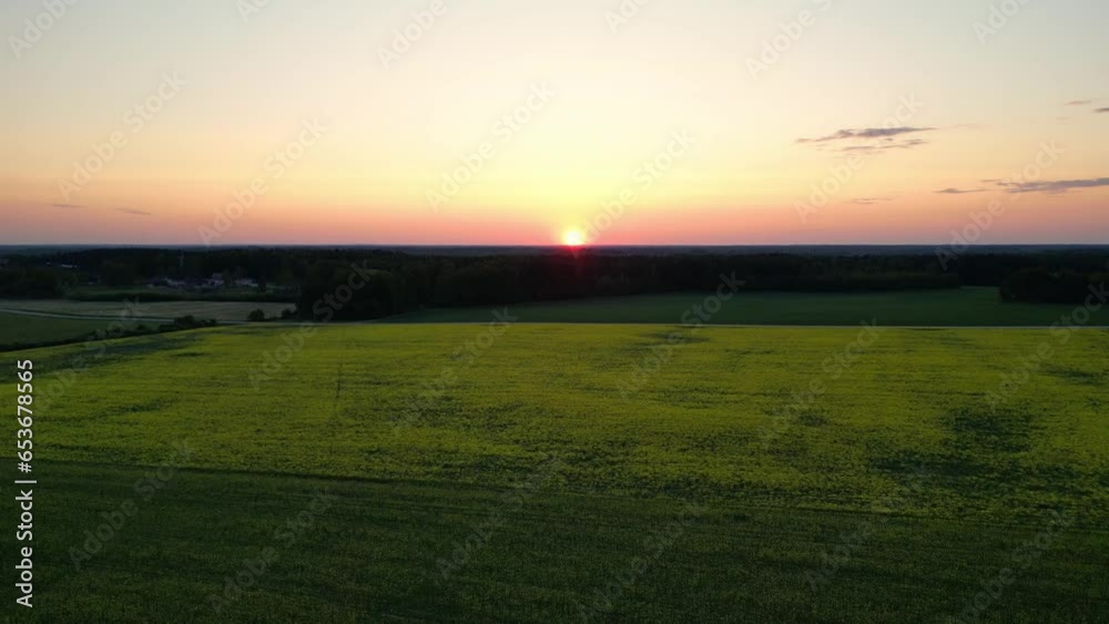 Blooming rapeseed field on a sunset. Cultivation of rapeseed in agricultural fields. The wind flutters the yellow rapeseed flowers. Flying above stunning yellow rape fields spring. Estonia nature