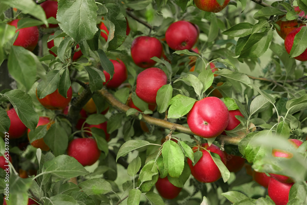 Ripe Apples in the Apple Orchard before Harvesting. Big Red delicious Apples Hanging from Tree Branch in the Fruit Garden. Fall Harvest. Picture of Autumnal Apple. Autumn Cloudy Day, Soft Shadow. Bio Ripe Apples in the Apple Orchard before Harvesting. Big Red delicious Apples Hanging from Tree Branch in the Fruit Garden. Fall Harvest. Picture of Autumnal Apple. Autumn Cloudy Day, Soft Shadow. Bio