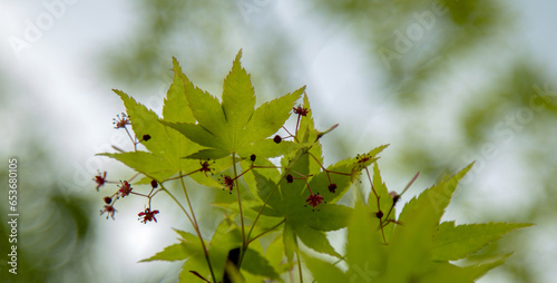 green maple leaf in blur background.