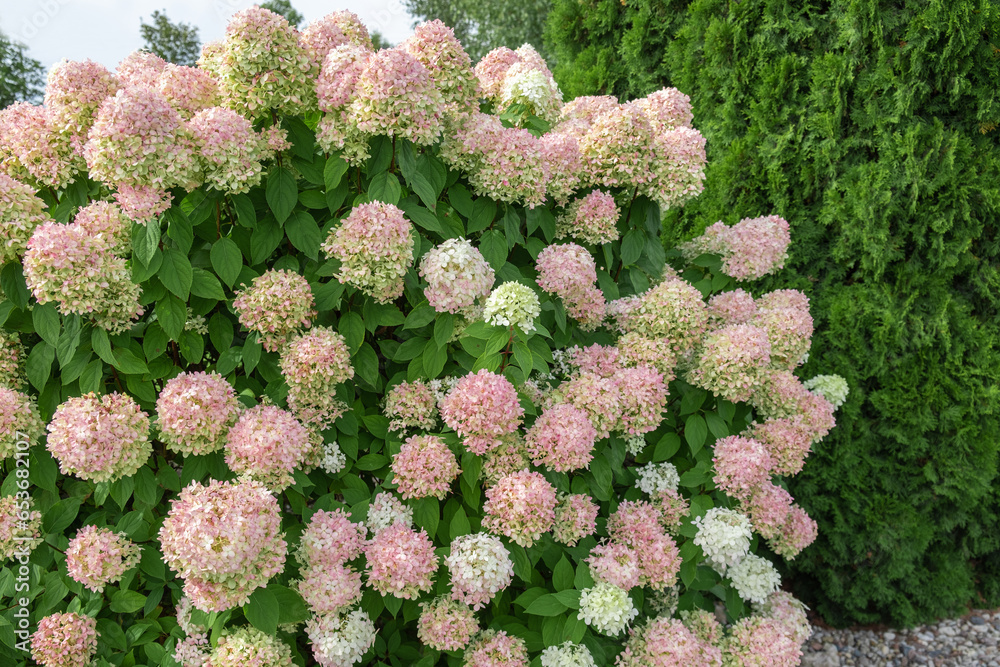 Hydrangea paniculata and conifer. Beautiful Garden path made of natural ...