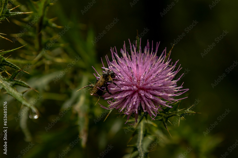 Rain drops and a dead bee on a Field Thistle Flower in the Delaware River National Recreations Area Rain drops and a dead bee on a Field Thistle Flower in the Delaware River National Recreations Area