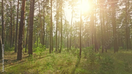 Tree morning forest rays sunrise nature footage wood sun leaves photo