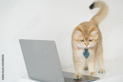 business concept with gold brittish cat costume with necktie and use laptop © tickcharoen04
