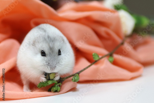Portrait of a cute, fluffy russian dwarf hamster eating a pumpkin seed