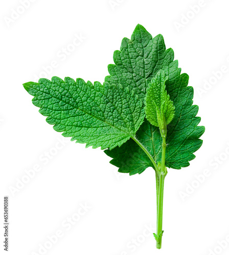 Young lemon balm melissa leaves close up on a transparent background PNG