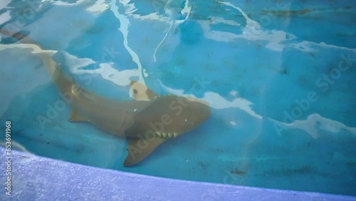 Shark In the Aquarium. Gulfarium Marine Adventure Park in Okaloosa Island Florida near Fort walton beach, Destin Florida USA. photo