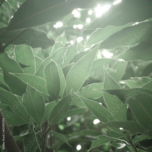 A soft morning sunlight in misty weather passing through dense mango leaves. Muted green color leaves against sunlight. A beautiful abstract nature background.