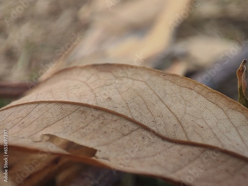 close up of a leaf