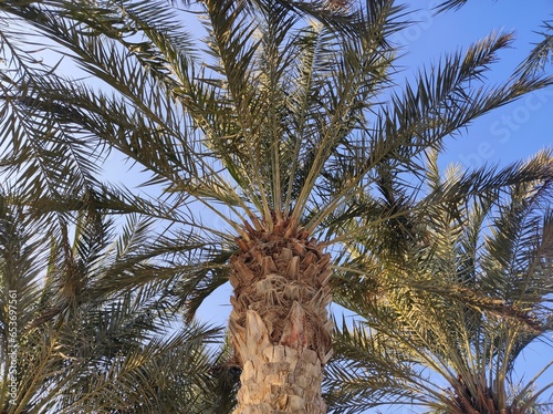 palm tree with sky
