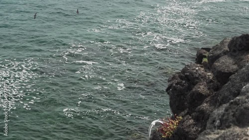 red billed tropicbird, Phaethon aethereus, flying along the cliffs of the rugged coastline at Espanola island in the archipelago of Galapagos islands, Ecuador. photo