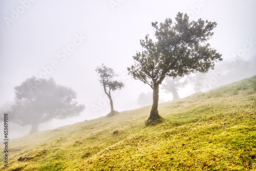 Majestic Trees Hidden under Fog in the Fanal Forest  Madeira