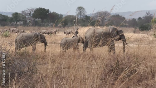 elephants in the savannah photo