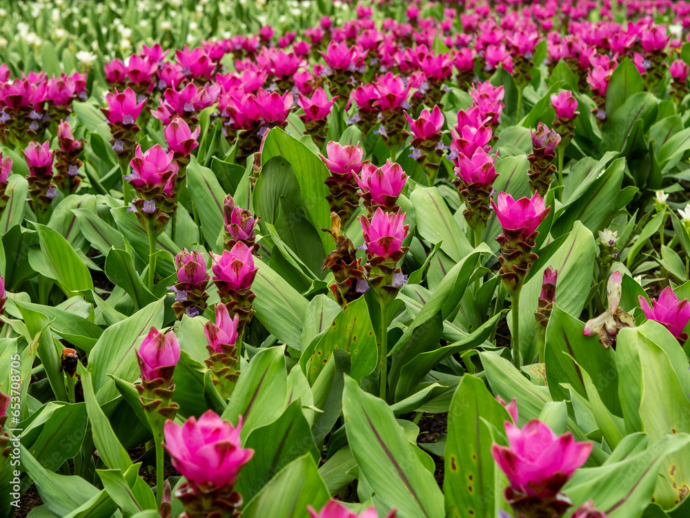 Fototapeta premium Beautiful flowers in the garden close up.