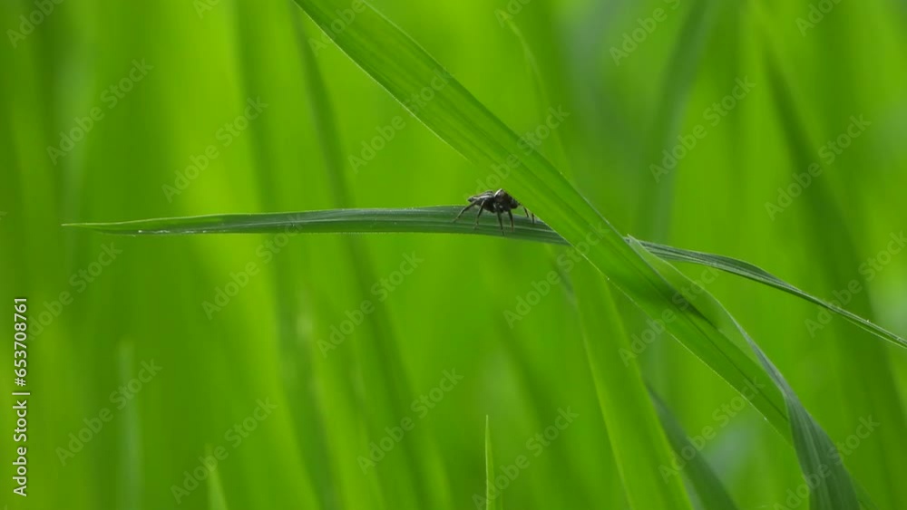 Spider playing on green grass rice grass -green - gold - rice . Spider playing on green grass rice grass -green - gold - rice .