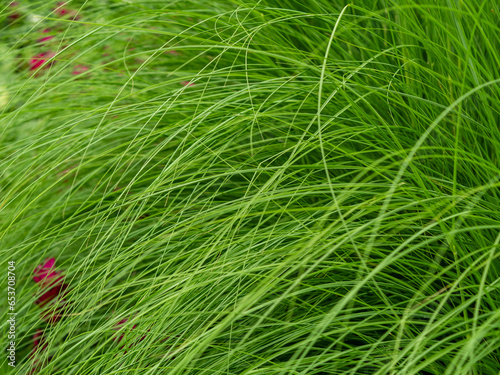 Background image of green grass.