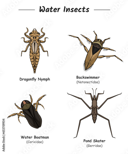 Water Insects illustration.