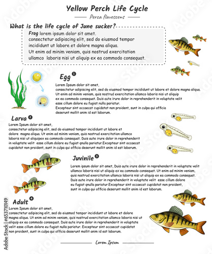 Fish life cycle or yellow perch life cycle with explanation template