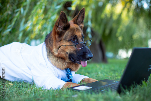 A German Shepherd wearing a white shirt and a blue tie, eyeglasses lies on the lawn and studies with a laptop
