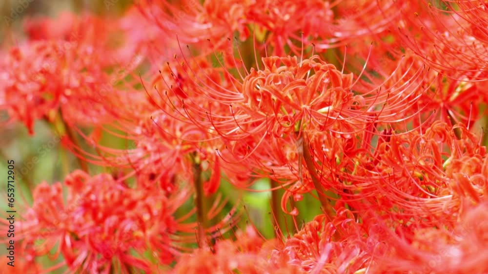 Red spider lily or cluster amaryllis flowers in the garden, Autumn or fall background, Higanbana