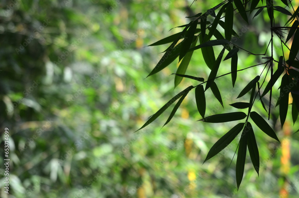 Obraz premium Bamboo leaves with blur background