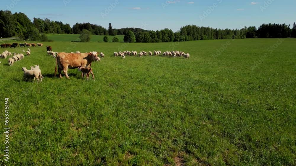Flock of sheep grazing in the green meadow with a few cows. Flock of sheep moving forward on the grassland pasture. One black sheep. Shepherds lead animals along paths to graze. Sheeps on hills Flock of sheep grazing in the green meadow with a few cows. Flock of sheep moving forward on the grassland pasture. One black sheep. Shepherds lead animals along paths to graze. Sheeps on hills