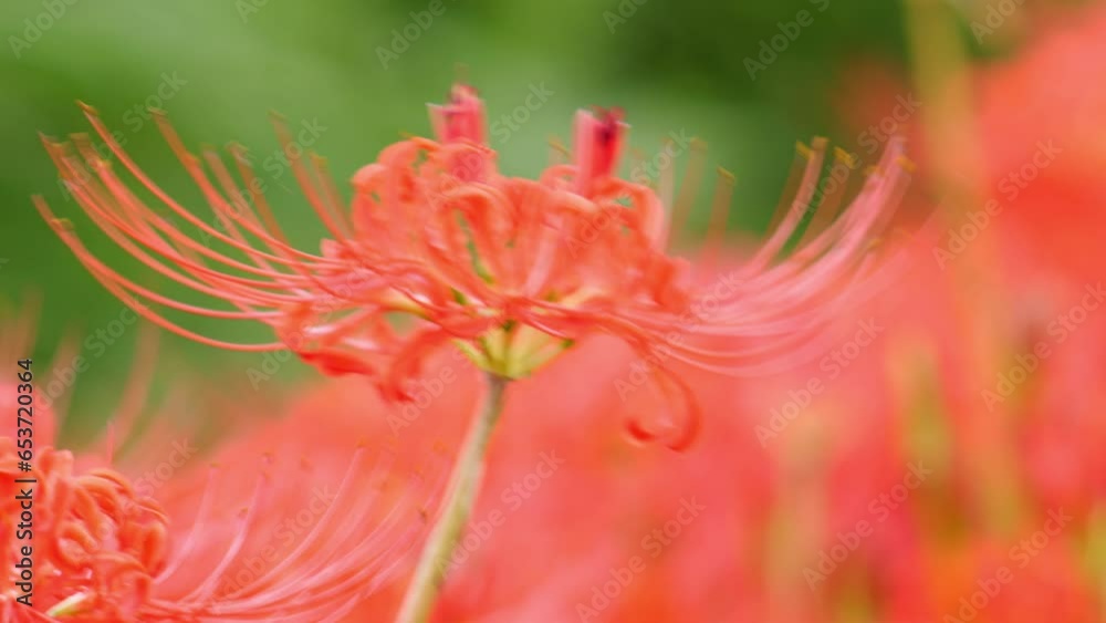 Red spider lily or cluster amaryllis flowers in the garden, Autumn or fall background, Higanbana Red spider lily or cluster amaryllis flowers in the garden, Autumn or fall background, Higanbana