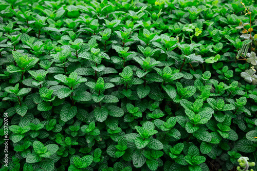 Wallpaper Mural Mint plant grow at vegetable garden Torontodigital.ca