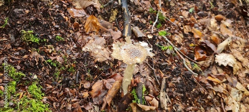 A mushroom in the forest, positioned on a bed of autumn leaves.