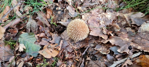 A mushroom in the forest, positioned on a bed of autumn leaves.
