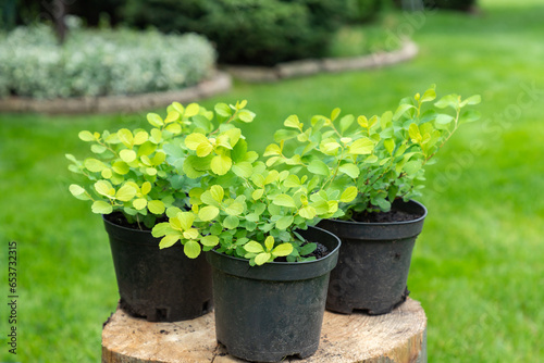 Spirea seedlings are in black plastic pots in the garden on a stump, ready for planting. Gardening background photo with soft selective focus.