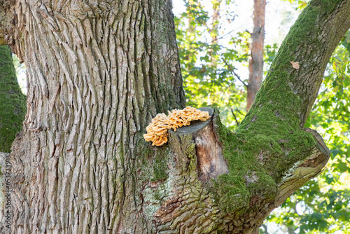 Giant yellow triturium (tinder) mushroom parasite on the bark of a tree. Tree fungus sulphur polypore, sulphur shelf or chicken mushroom (Laetiporus sulphureus) on tree trunk. photo
