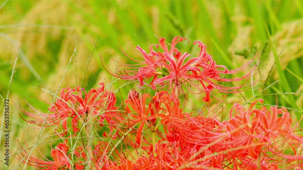 Japanese nature, red spider lily and rice field Japanese nature, red spider lily and rice field