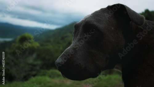 Close-up slow motion shot of a grey dog watching the sunset with a panoramic view of the Pacific Ocean in Golfito, Costa Rica. photo