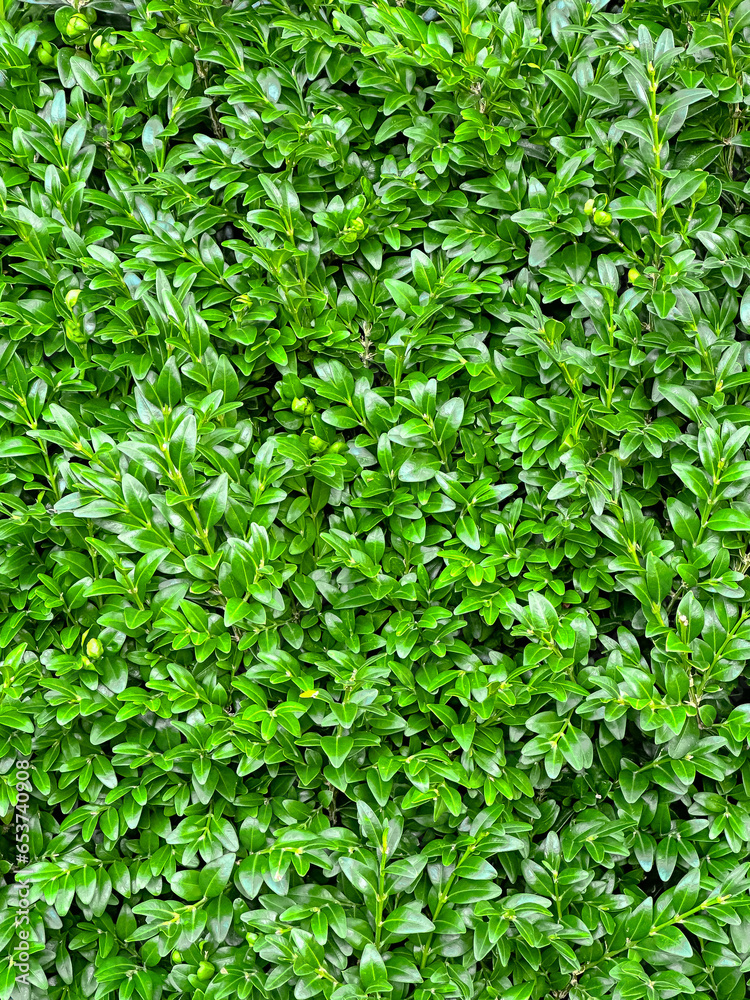 Obraz premium Close-up of green leaves wall. Boxwood bush texture. Top view of Buxus Sempervirens. Green natural background for any theme.
