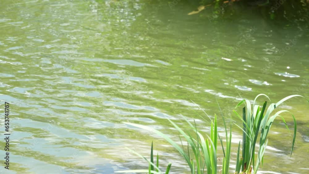 A plant near the water pond in a garden A plant near the water pond in a garden