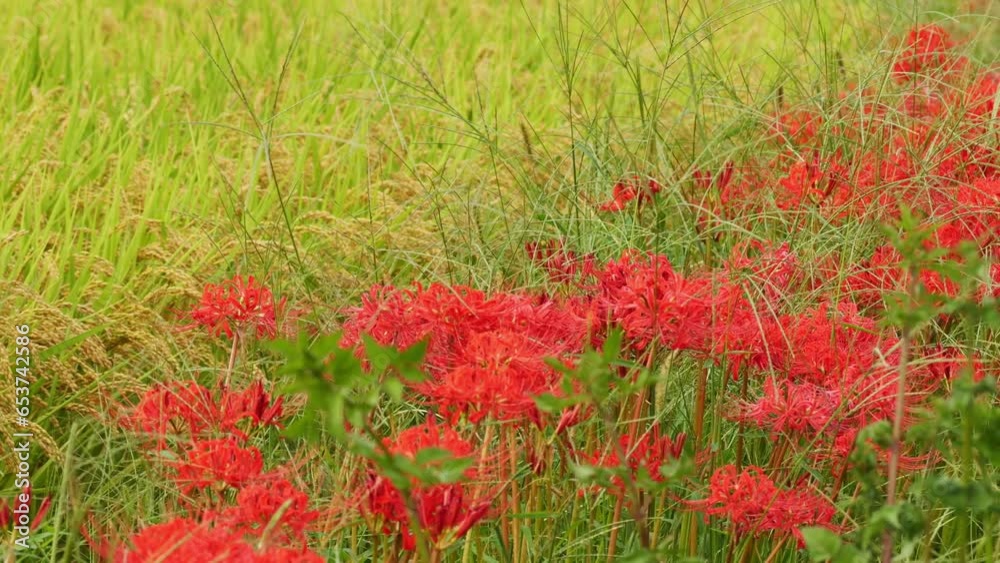 Japanese nature, red spider lily and rice field Japanese nature, red spider lily and rice field