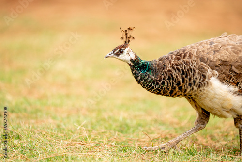 peacock female bird on Lokrum island head close up photo