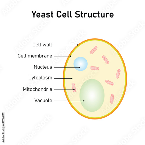Yeast Cell Structure Concept Design. Vector Illustration.	