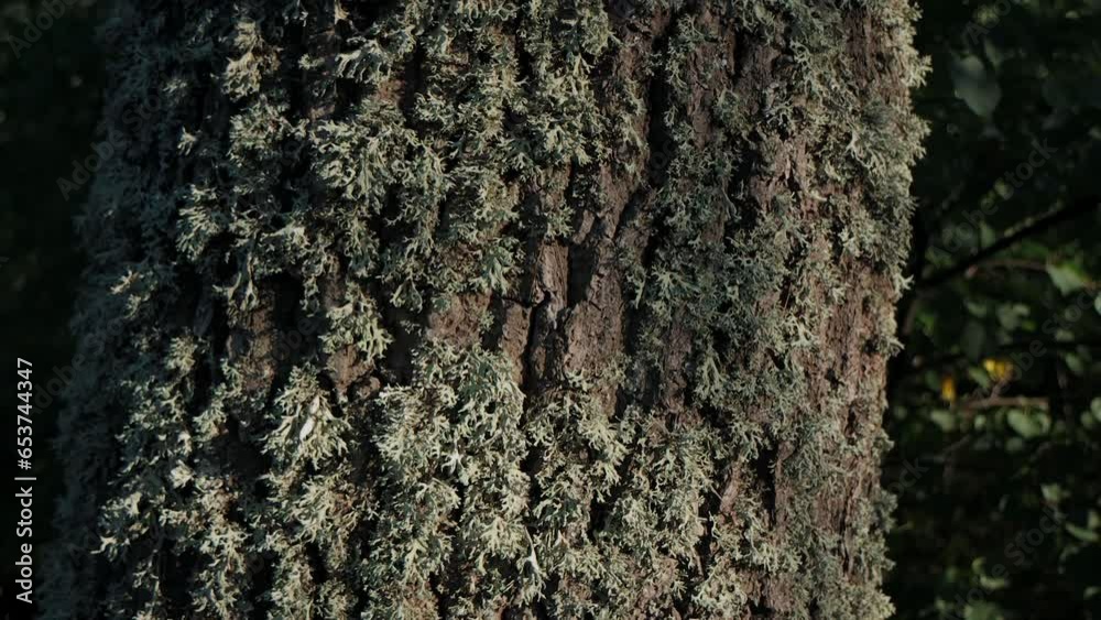 Ants climb the bark of a brown tree. The bark of the tree is covered with ants. Gray, brown tree bark. Spring in the forest. Green leaves sway in the wind.