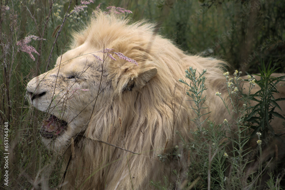 Naklejka premium portrait of a white lion