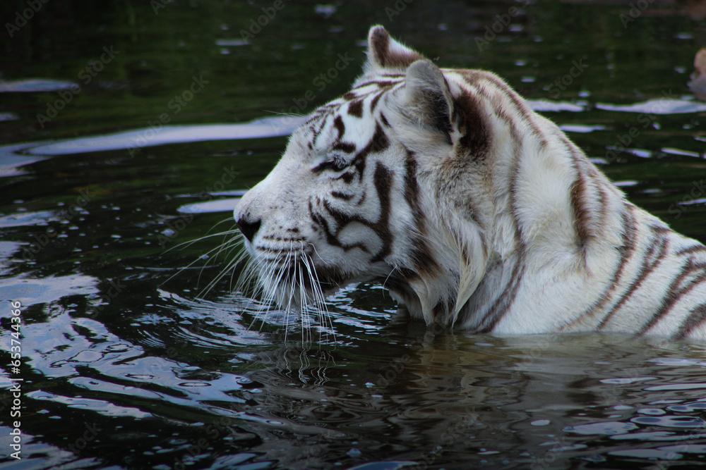 Naklejka premium white tiger in water