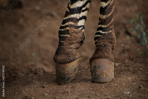 Close up of a Zebra Hoov