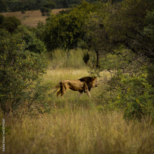 Canvas Print lion in the savannah