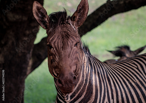 portrait of a zebra