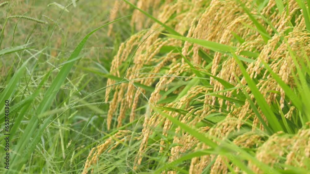 Landscape of rice paddies with rice paddies swaying in the wind Landscape of rice paddies with rice paddies swaying in the wind