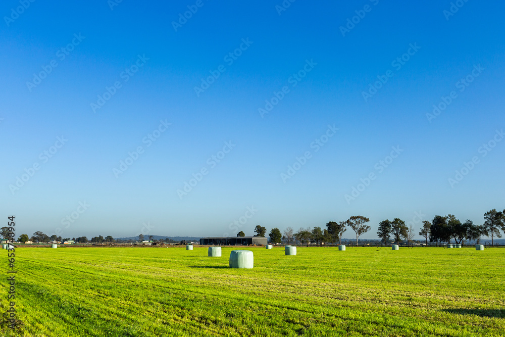 Plastic wrapped hay bale in paddock on sunlit morning - silage bales Plastic wrapped hay bale in paddock on sunlit morning - silage bales