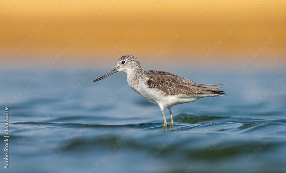 Common Greenshank (Tringa nebularia) is a wetland bird that lives in Africa, Europe and Asia. It usually feeds on fresh water. Common Greenshank (Tringa nebularia) is a wetland bird that lives in Africa, Europe and Asia. It usually feeds on fresh water.