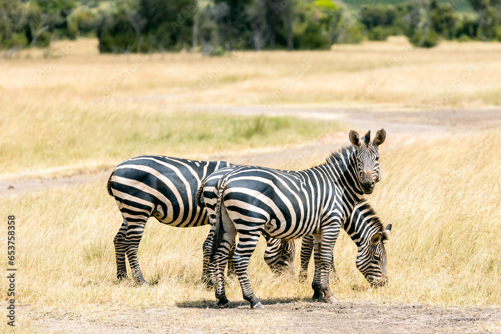 Fototapeta premium Akagera national park