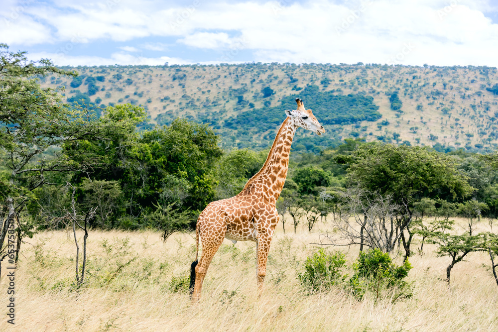 Obraz premium Akagera national park